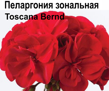 Пеларгония зональная Bernd