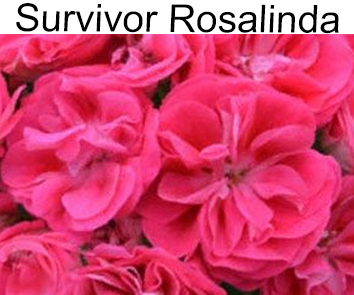 Пеларгония розебудная Rosalinda