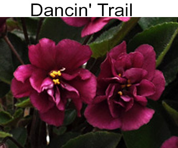 Dancin" Trail