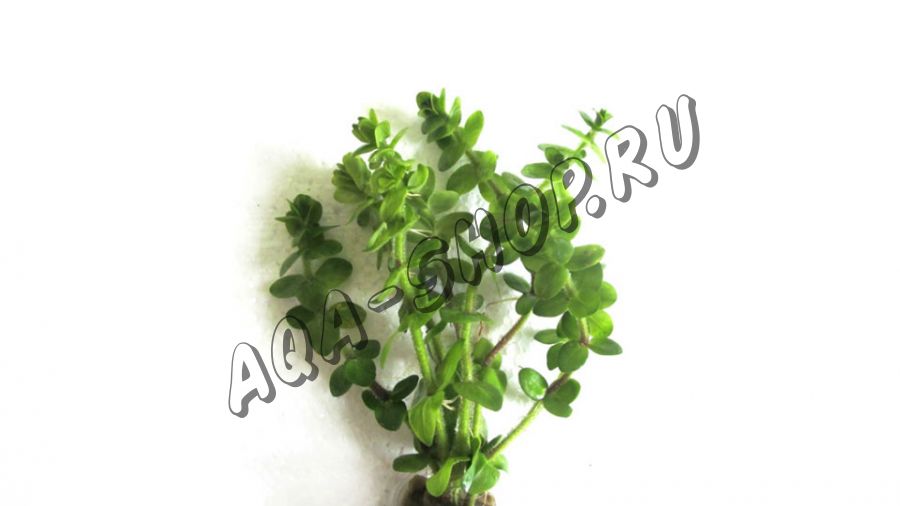 Бакопа шерстистая (Bacopa Lanigera)