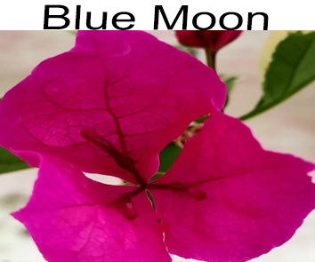 Бугенвиллия Blue Moon Variegata
