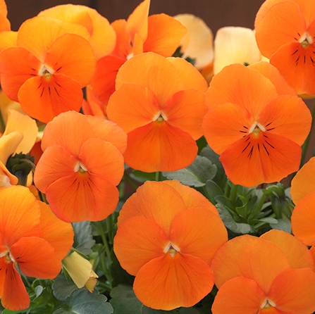 Виола рогатая (Viola cornuta) Floral Power Deep Orange, 100 семян