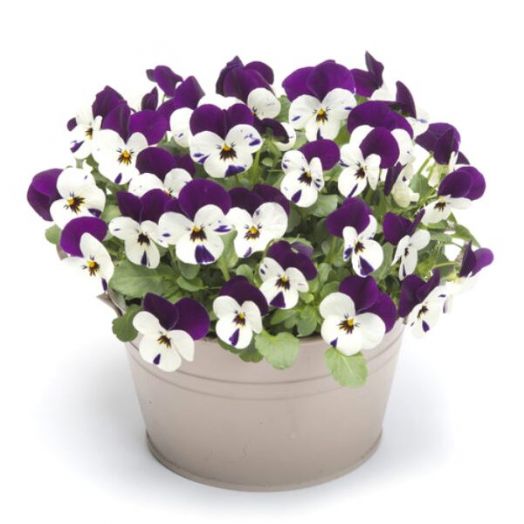 Виола рогатая (Viola cornuta) Floral Power Purple Pearls, 100 семян