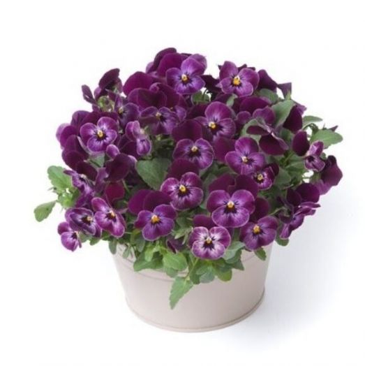 Виола рогатая (Viola cornuta) Floral Power Raspberry, 100 семян