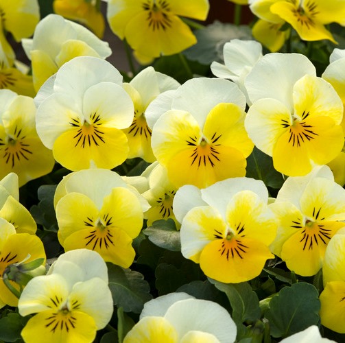 Виола рогатая (Viola cornuta) Floral Power Yellow Beacon, 100 семян