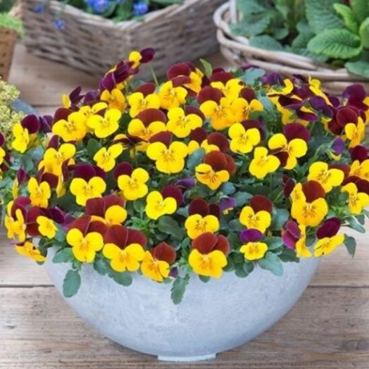 Виола рогатая (Viola cornuta) Floral Power Yellow Red Wing, 100 семян