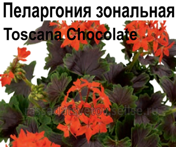 Пеларгония зональная пестролистная Toscana Chocolate НОВИНКА
