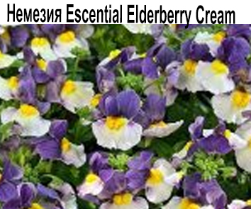 Немезия Escential Elderberry Cream