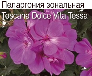 Пеларгония зональная Castello Blue (Tessa)