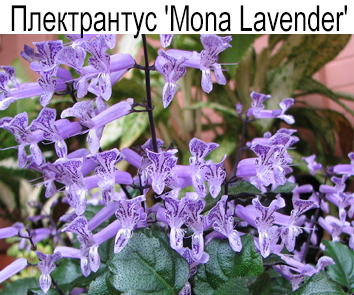 Плектрантус Mona Lavender (комнатная сирень)