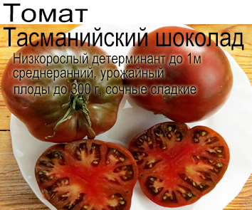 Томат Тасманийский шоколад