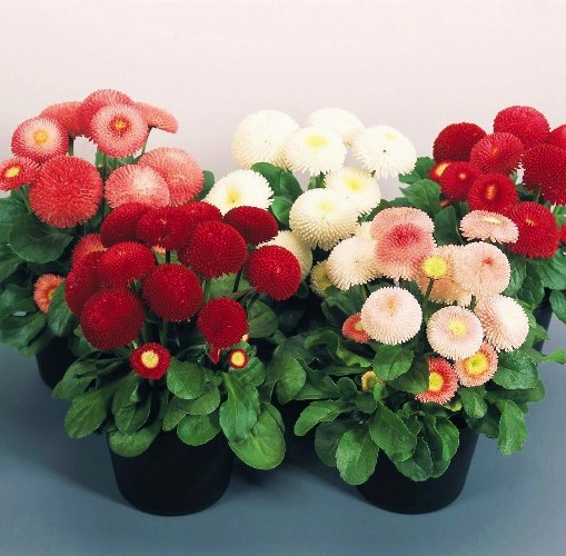 Маргаритка многолетняя (Bellis perennis) Tasso Mix, 100 драже
