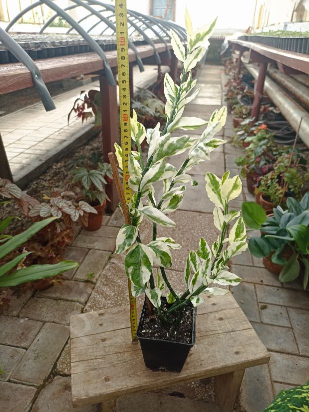 Педилантус Титималоидес вариегатный