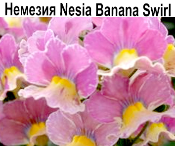 Немезия Nesia Banana Swirt