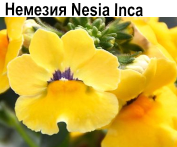 Немезия Nesia Inca