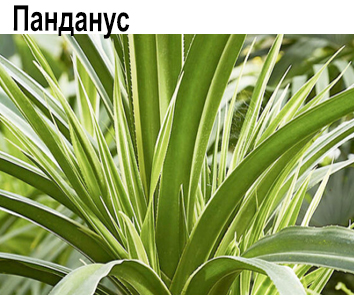 Панданус пестролистный
