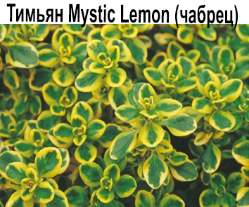 Тимьян Mystic Lemon (чабрец) золотолистный