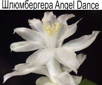 Шлюмбергера Angel Dance (2 черенка)