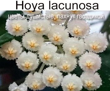 Хойя Lacunosa