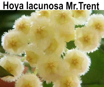 Хойя Lacunosa Mr Tent