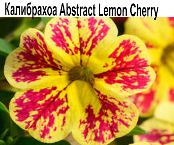 Калибрахоа Abstrract Lemon Cherry  АКЦИЯ