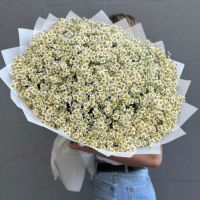 Букет Ромашек из 101 веточки