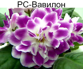 РС-Вавилон (Репкина)