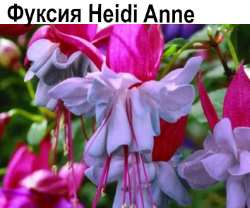 Фуксия Heidi Anne куст