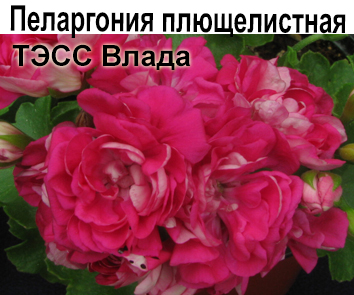 Пеларгония плющелистная розебудная Тесс-Влада