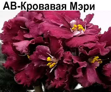 АВ-Кровавая Мэри