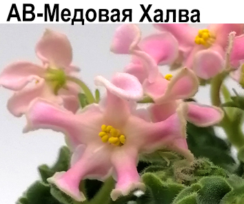 АВ-Медовая Халва