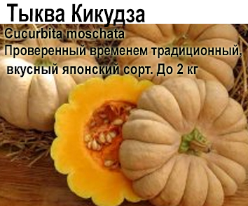 Тыква Кикудза