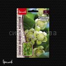 Aktinidiya-Arguta-20-sht-Red-Sem-Grigorev