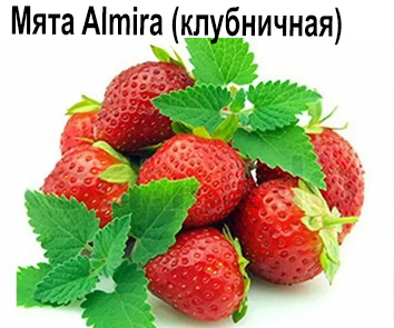 Мята Almira (земляника)