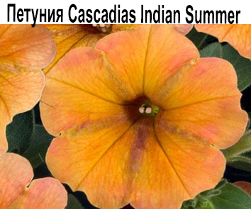 Петуния Cascadias Indian Summer