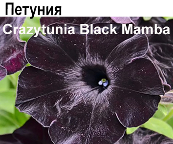 Петуния Crazytunia Black Mamba