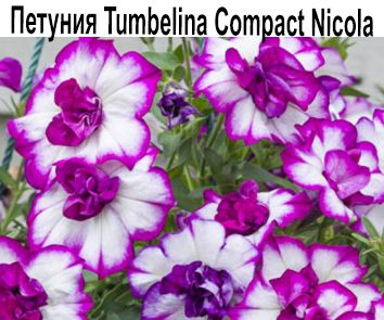 Петуния Tumbelina Compact Nicola