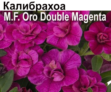 Калибрахоа M.F. Oro Double Magenta