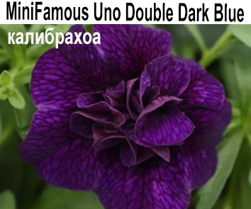 Калибрахоа M.F. Uno Double Blue