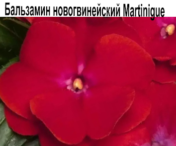 Бальзамин новогвинейский Martinigue