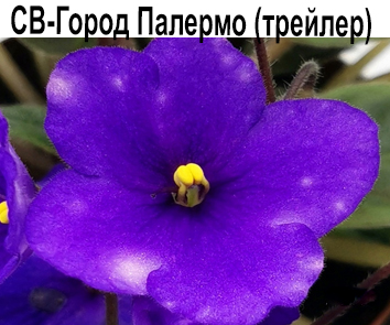 СВ-Город Палермо тр.  НОВИНКА 23г