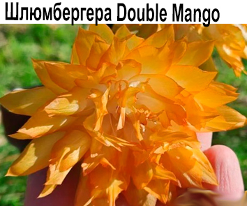 Шлюмбергера Double Mango  НОВИНКА