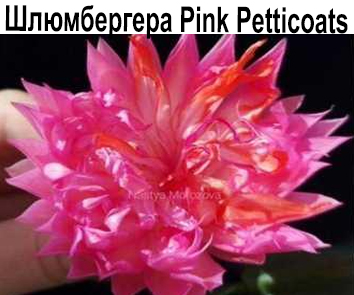 Шлюмбергера Pink Petticats  НОВИНКА