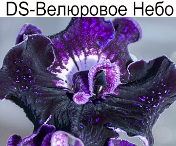DS-Велюровое Небо (Диметрис)
