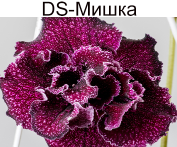 DS-Мишка (Диметрис)
