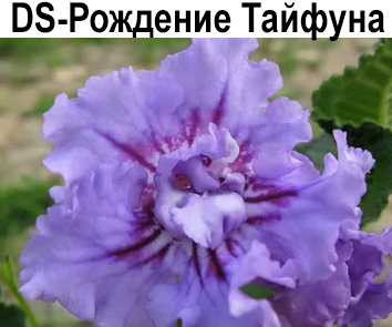 DS-Рождение Тайфуна