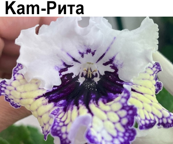 Kam-Рита