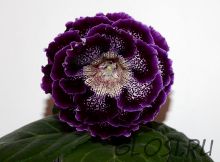 ЕН-Ночной Мадрид (сел.Е.Николаева) Новинка 2025!