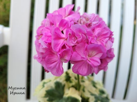 Silver Shadow № 0759