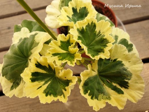 Silver Cloud № 0730